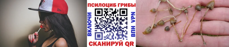 Псилоцибиновые грибы Psilocybe Янаул